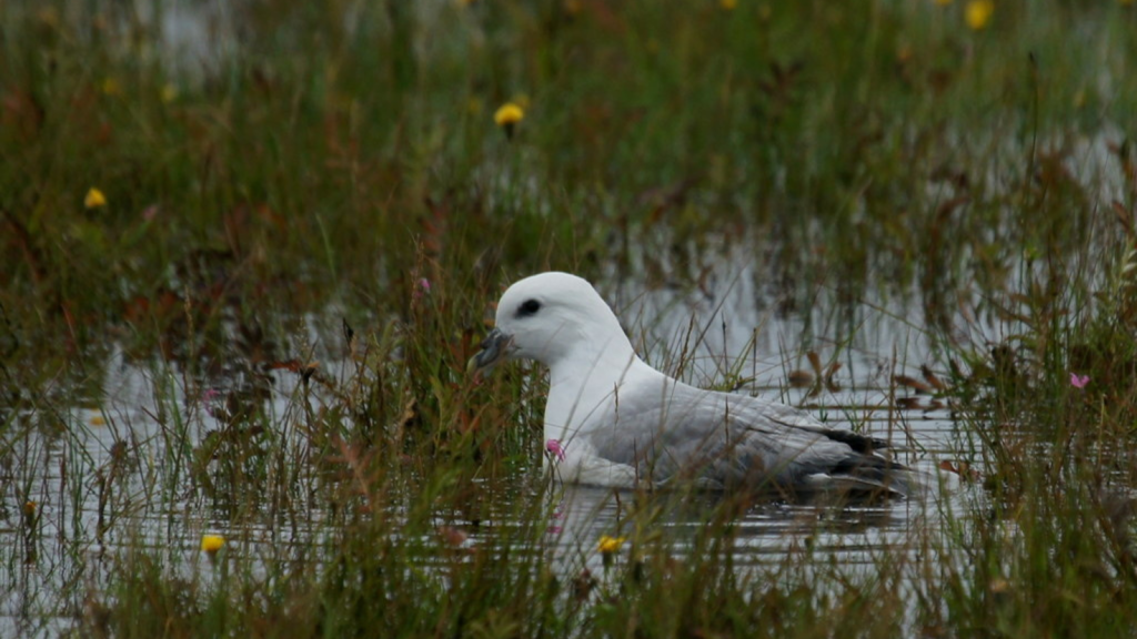 Fulmar