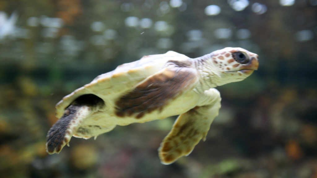 Loggerhead Sea Turtle