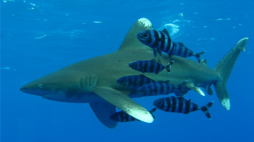 Oceanic White Tip Shark