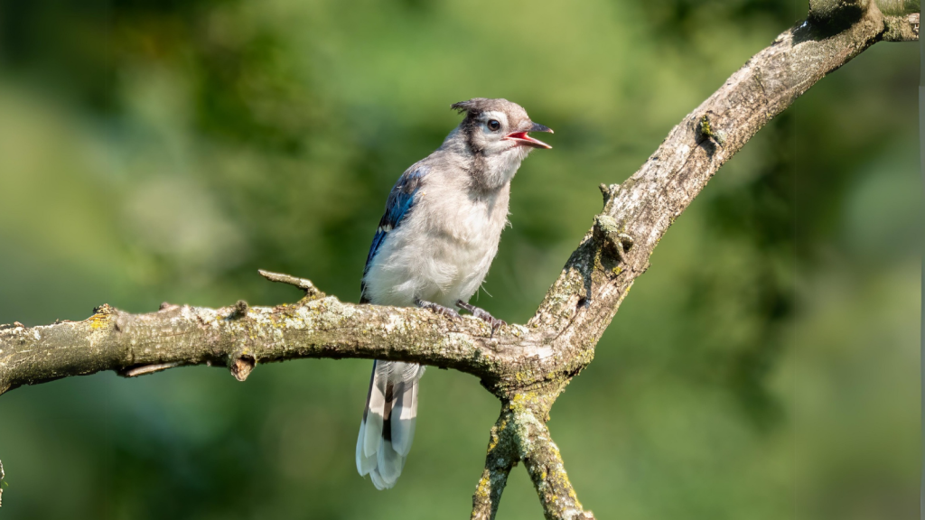 Blue Jays