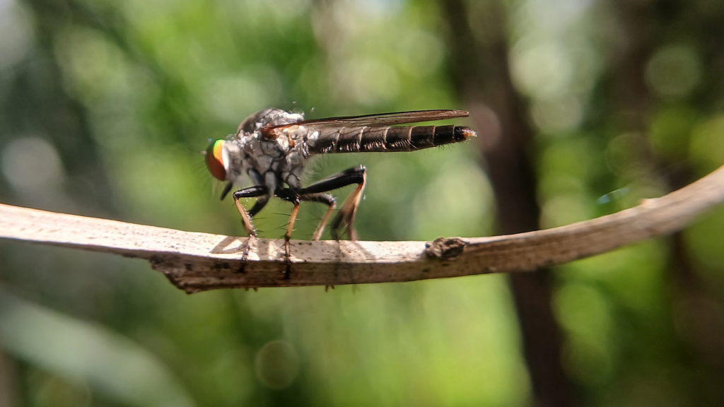 Robber Flies