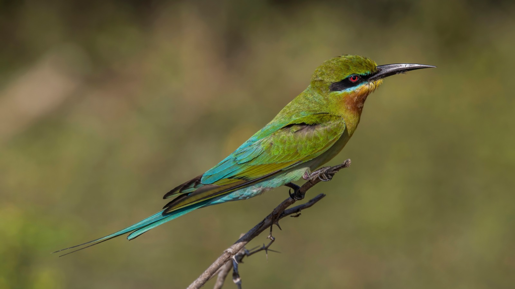 Bee-eater Birds