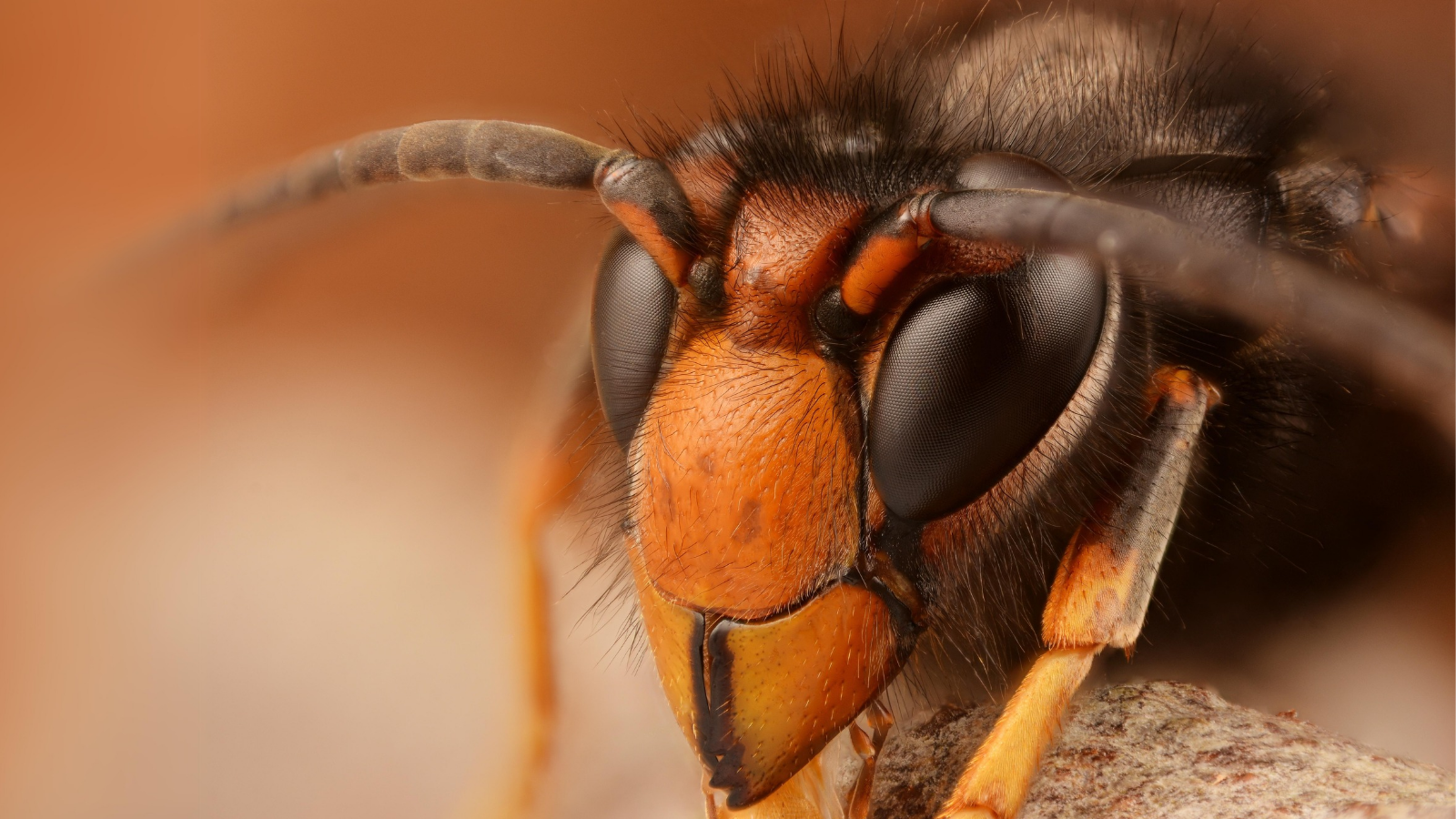 15 Animals That Eat Hornets