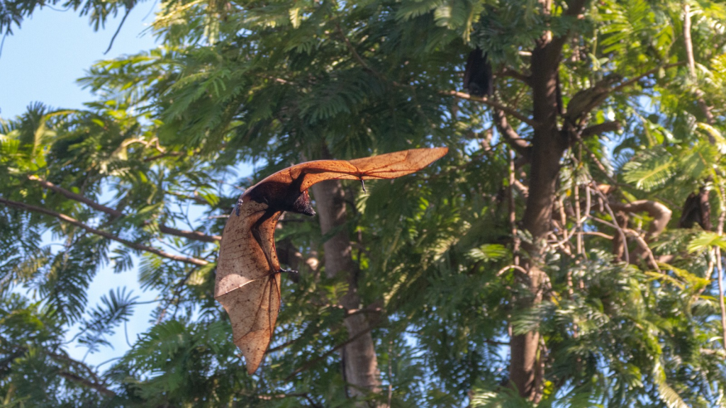 Giant Golden-Crowned Flying Fox