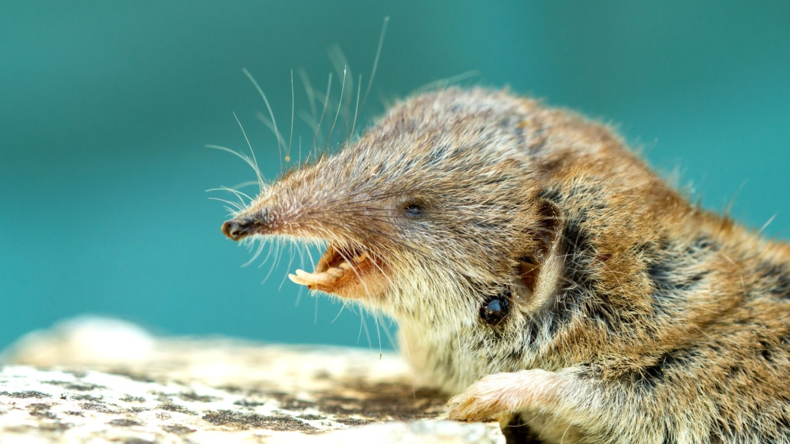 15 of Britain's Tiniest Mammals - Outlandish Owl