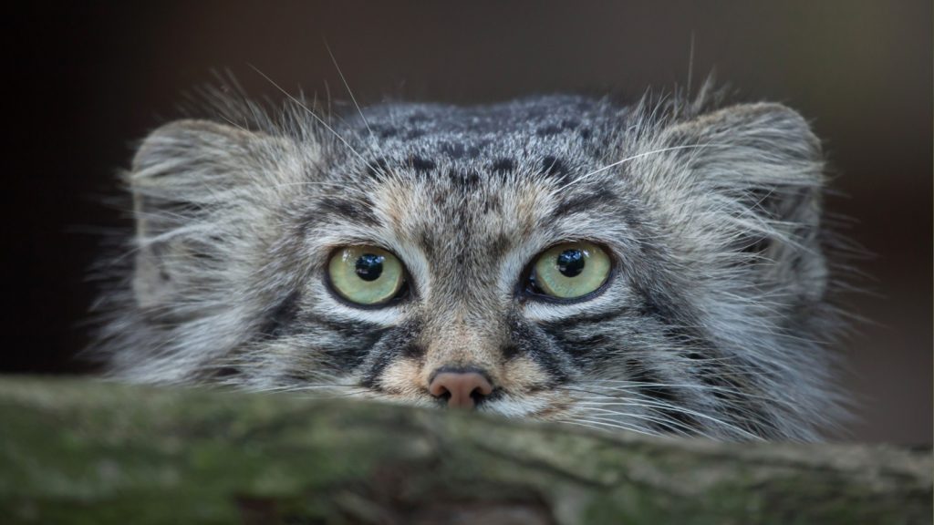 Pallas's Cat featured image