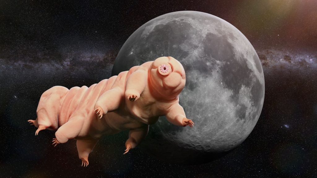 Tardigrade visiting the moon