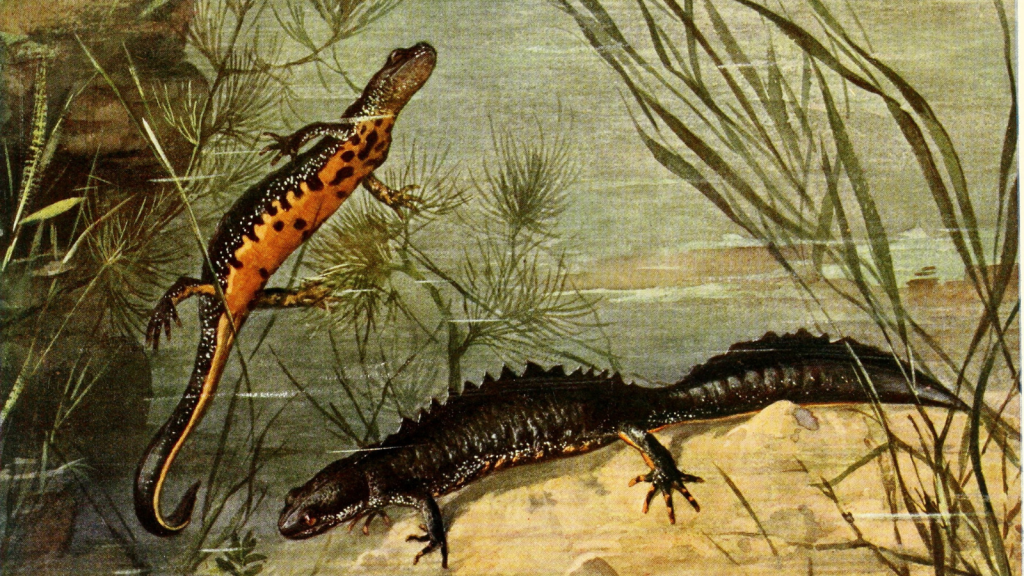 courtship dance great crested newt
