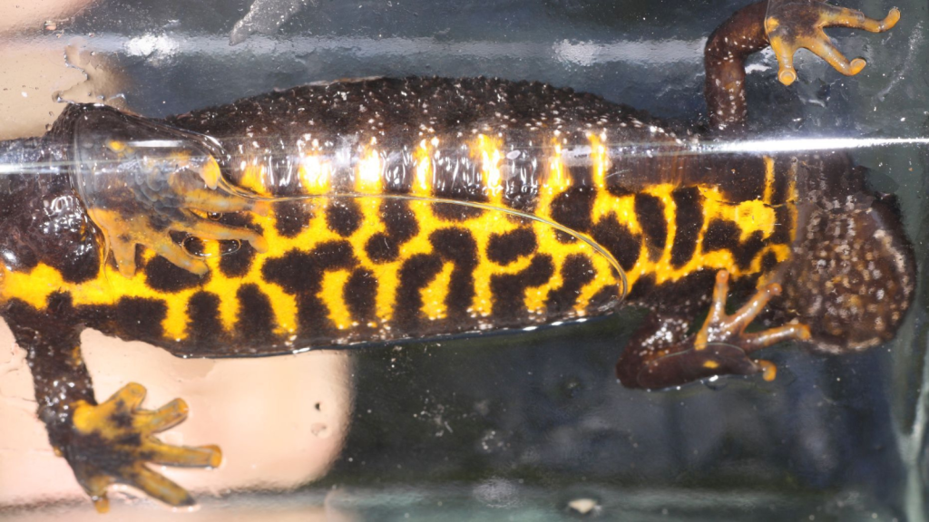 great crested newt inside aquarium