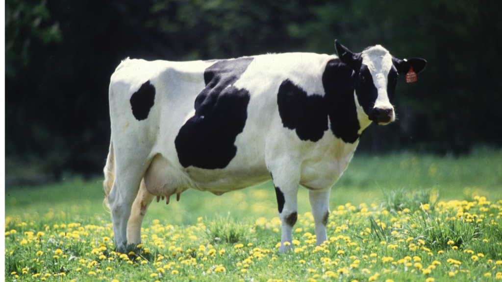 cow