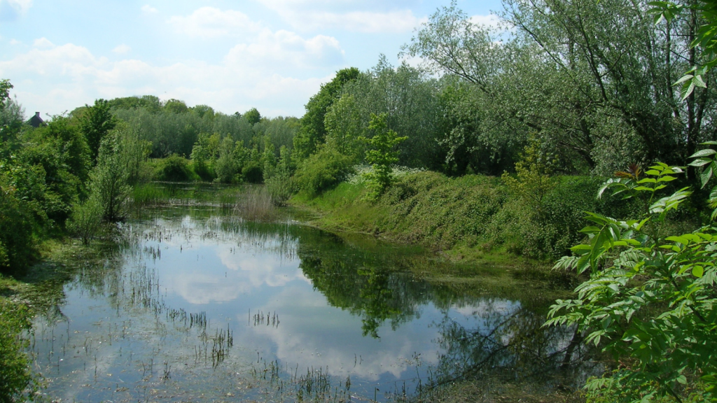 Breeding Pond