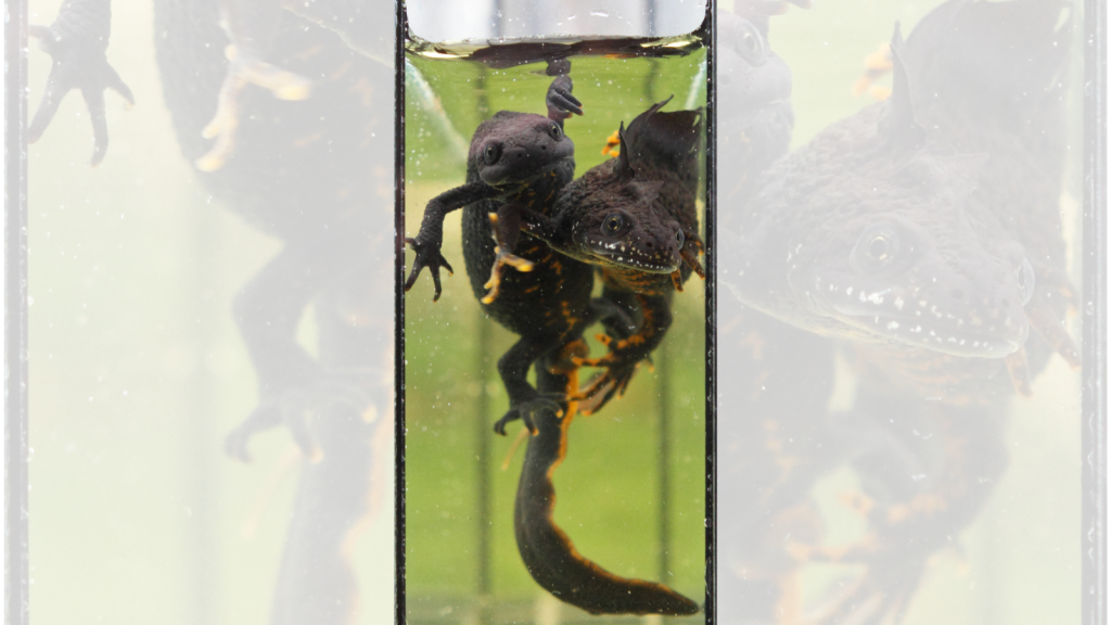 great crested newt in aquarium
