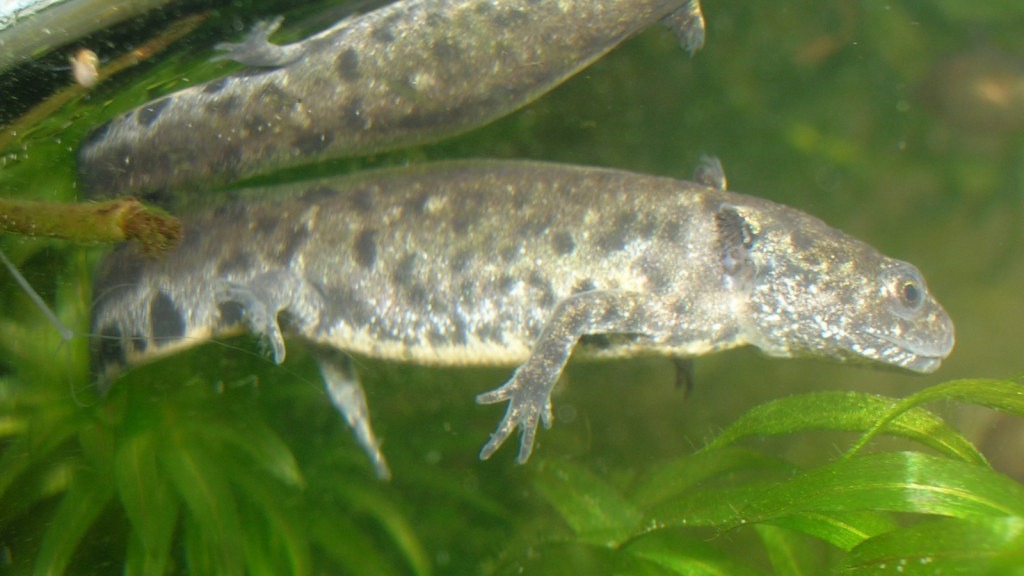 great crested newt underwater
