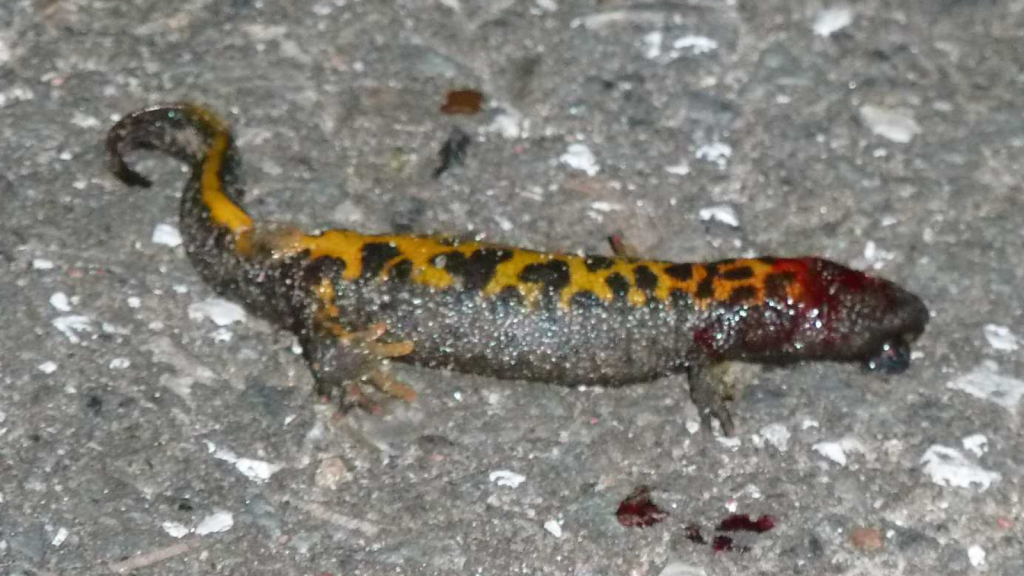 a wounded great crested newt