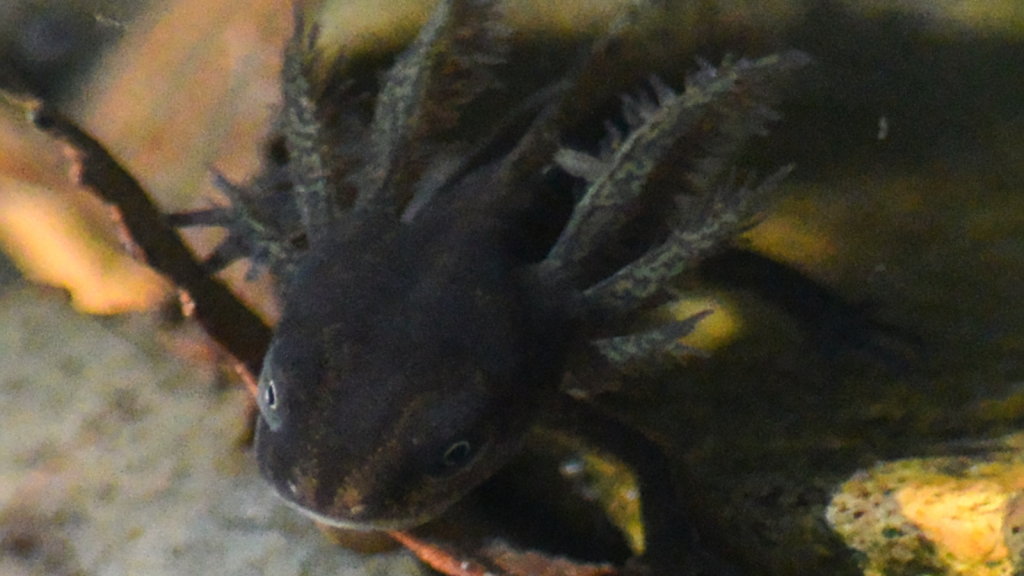 great crested newt