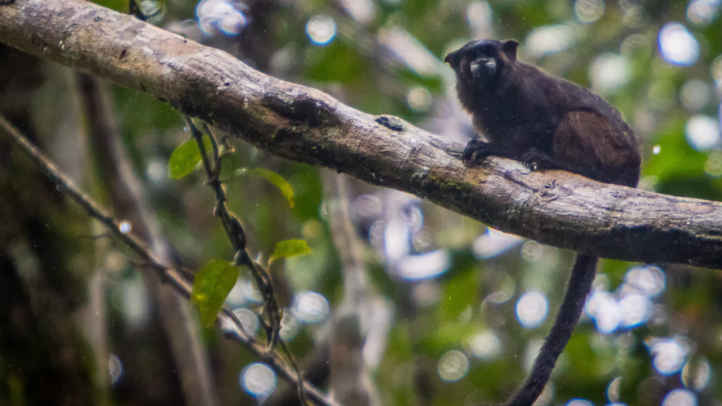 Black-Mantled Tamarin