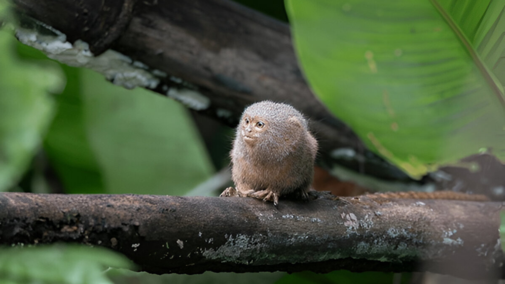 Pygmy Titi Monkey