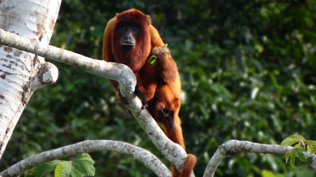 Red Howler Monkey