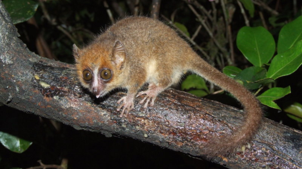 Pygmy Mouse Lemur