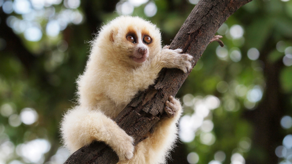 Javan Slow Loris