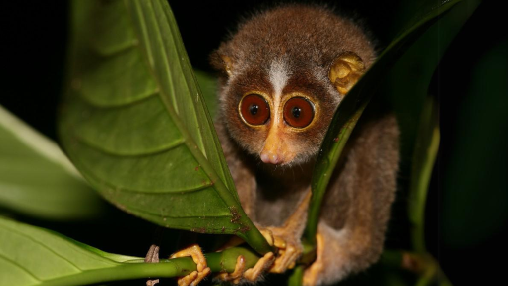 Slender Loris | 15 Smallest Old World Primates