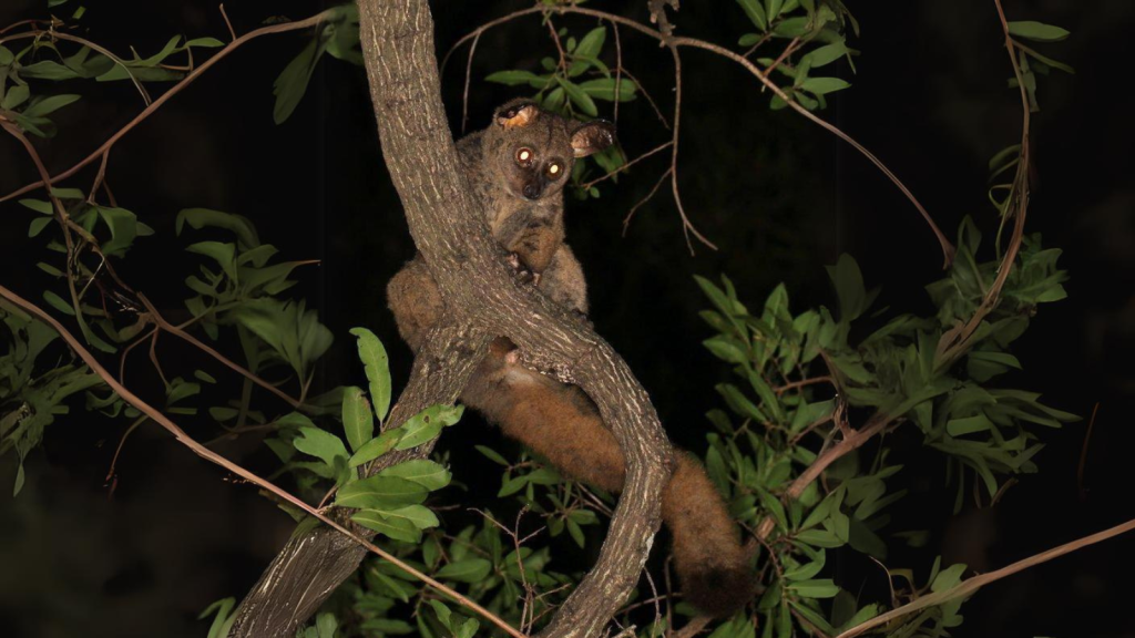 Bush Baby | Folding Ears