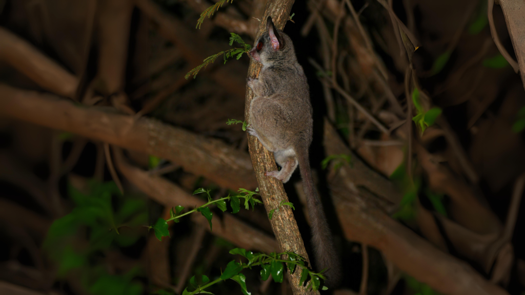 Bush Baby | Vertical Clingers