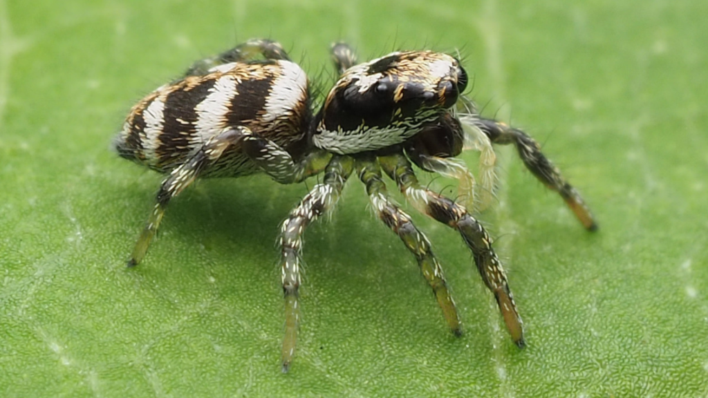 Zebra Spider