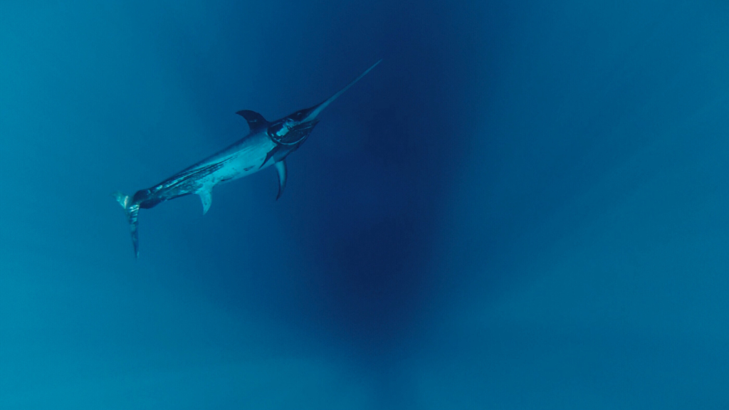 Swordfish | They're Seriously Speedy Swimmers