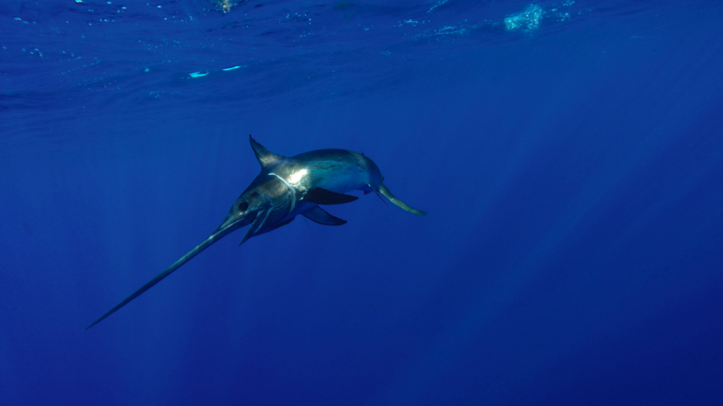 Swordfish | They Can Live for Decades