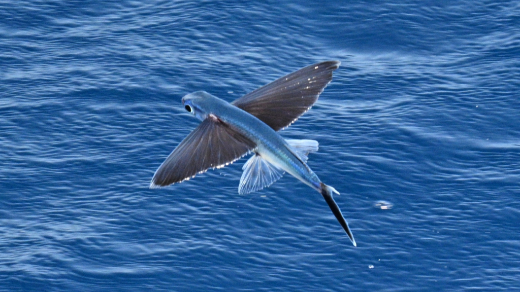 Flying Fish | They Have Unusual Eyes