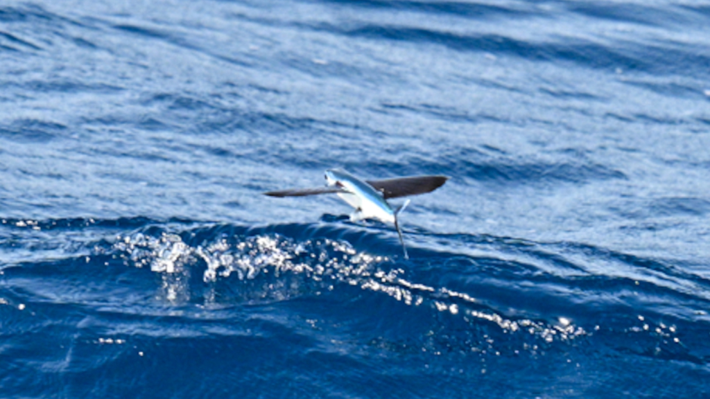 Flying Fish | They're Attracted to Light