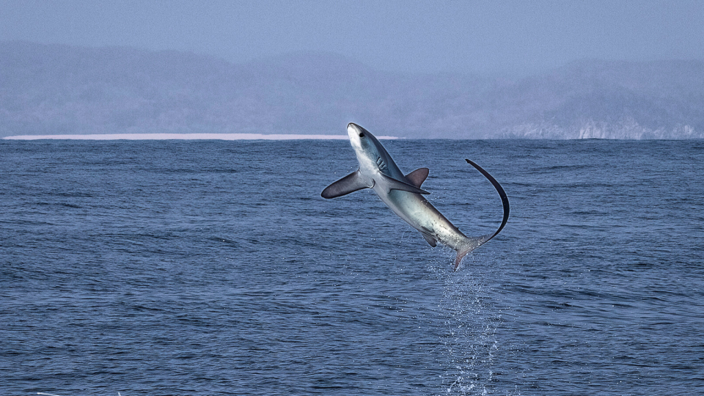 Thresher Shark