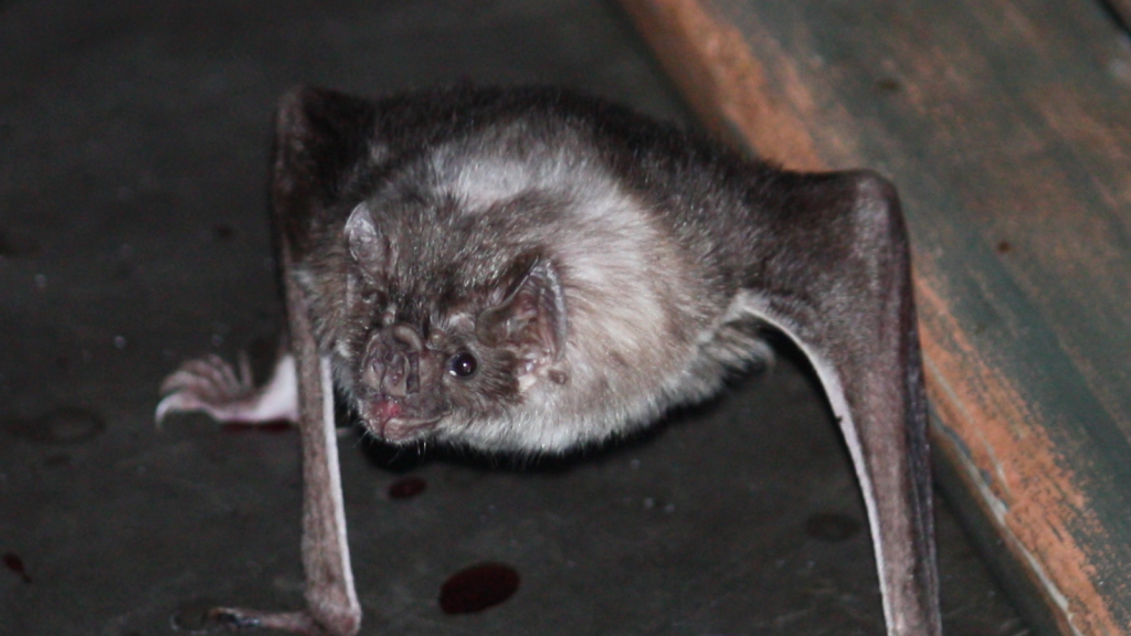 Vampire Bat