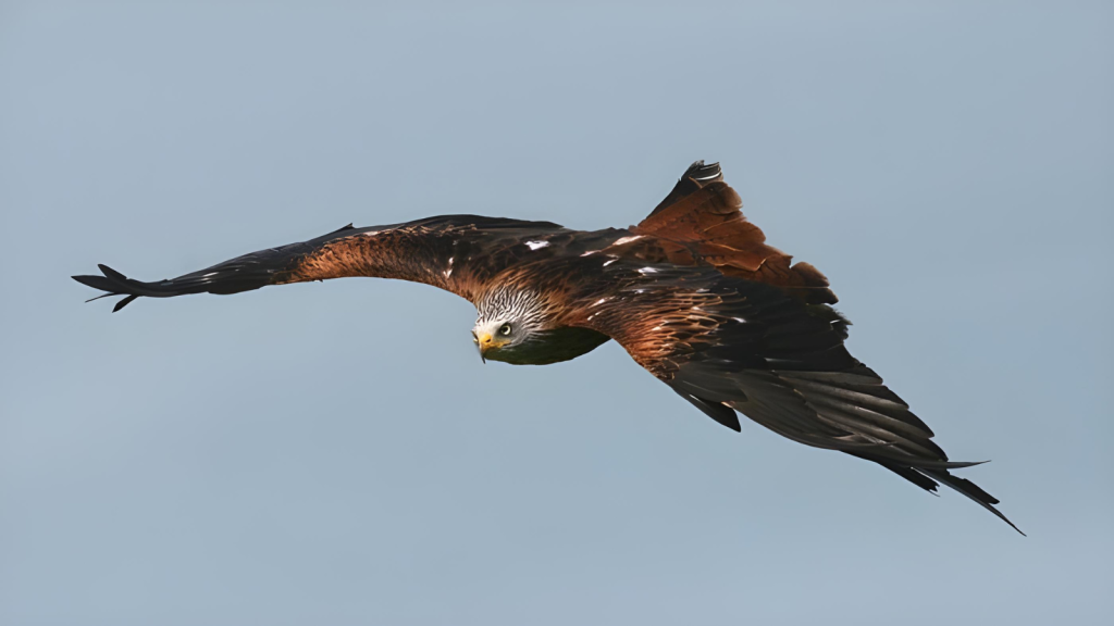 Red Kite