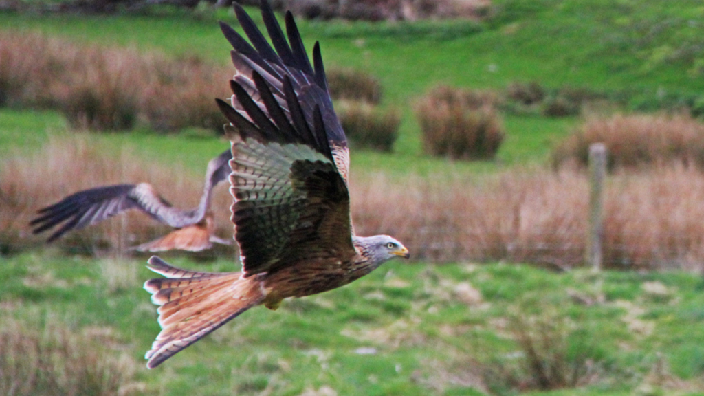 Red Kite