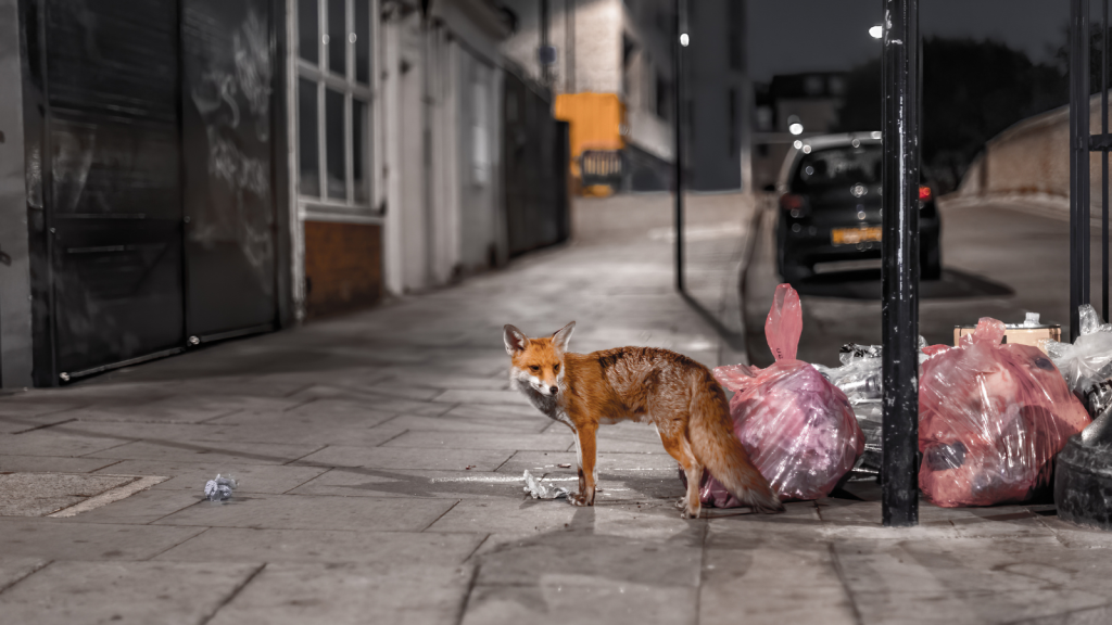 Urban Fox