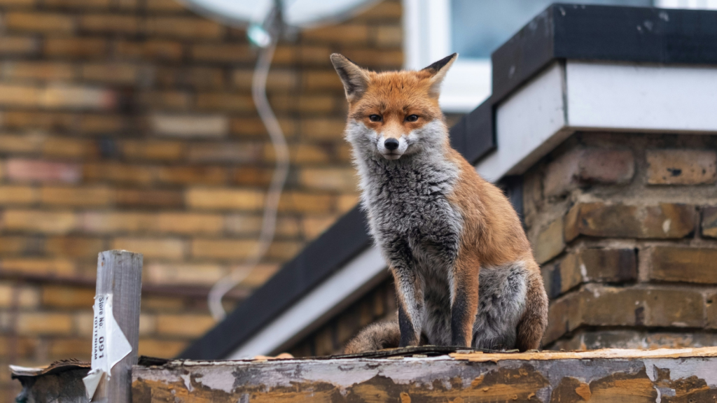 Urban Fox