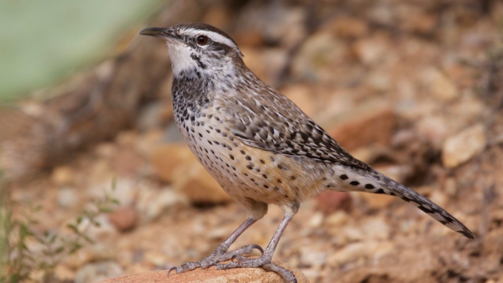 Cactus Wren