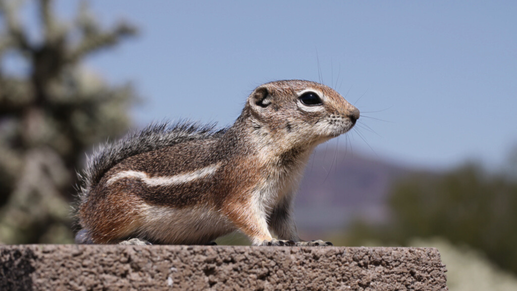 Harris's Antelope Squirrel