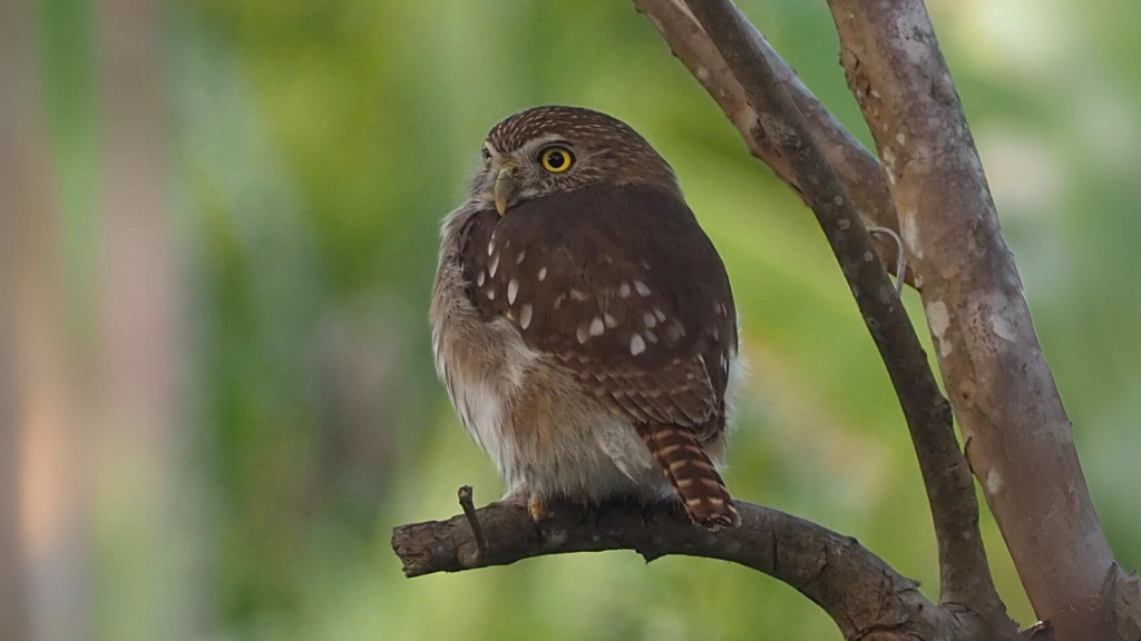 Cactus Ferruginous Pygmy Owl