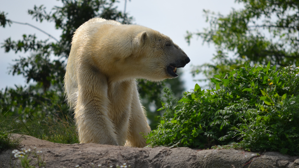 Adult Male Polar Bears