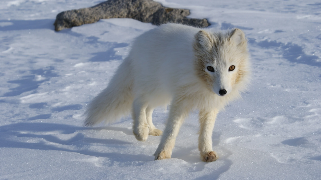 Arctic Fox