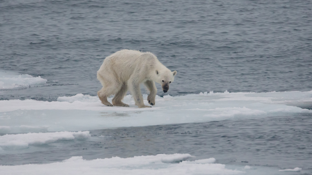 Polar Bear 