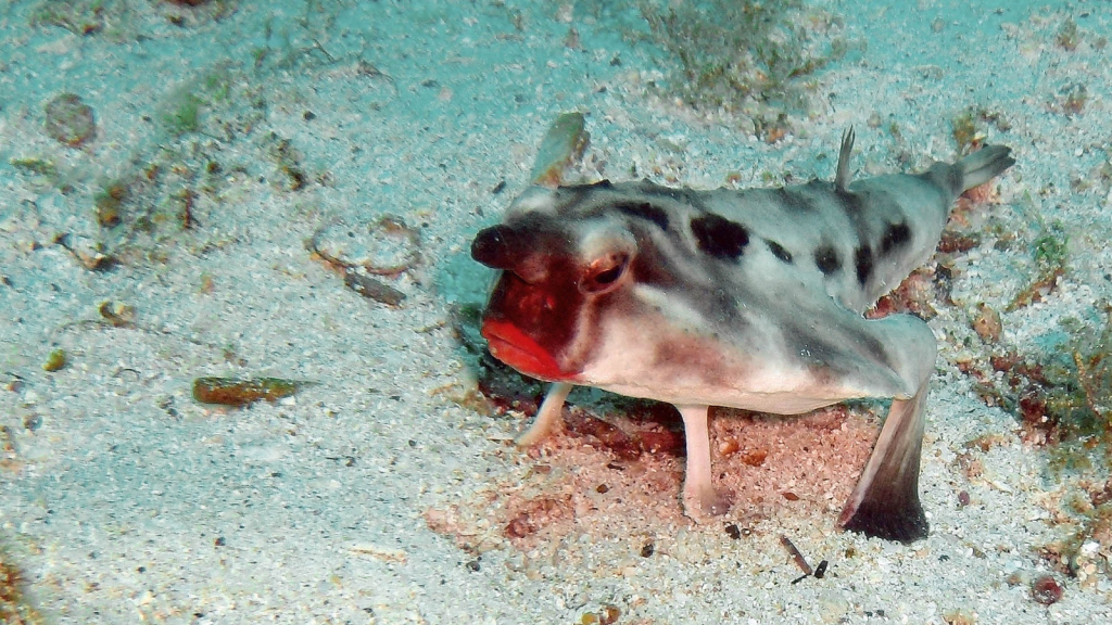 Red-Lipped Batfish