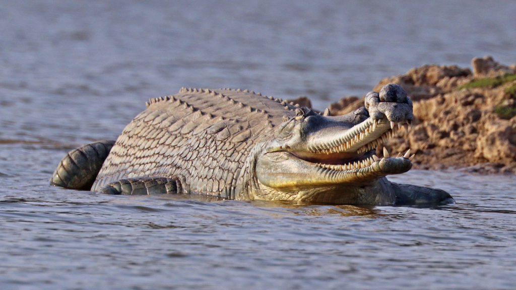 Gharial