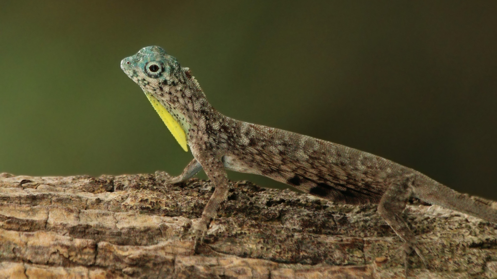 Flying Lizard