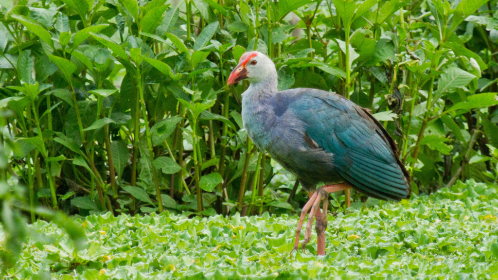 Purple Moorhen