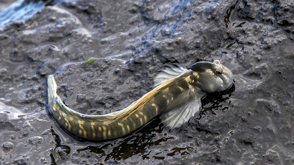 Mudskipper