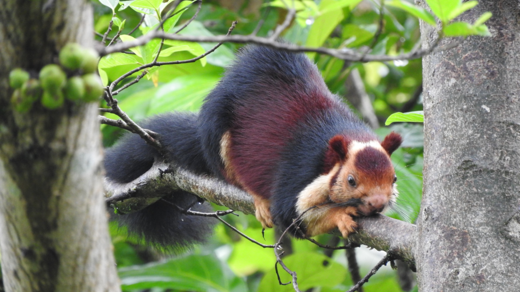 Malabar Giant Squirrel